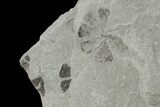 Pennsylvanian Fossil Horsetail (Sphenophyllum) Plate - Kentucky #154736-2